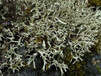 Cladonia uncialis