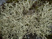 Cladonia uncialis 2, Varkenspootje, Saxifraga-Willem van Kruijsbergen