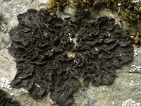 Collema furfuraceum