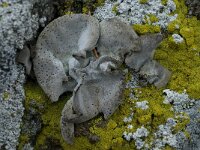 Dermatocarpon miniatum