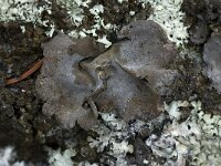 Dermatocarpon miniatum 2, Saxifraga-Willem van Kruijsbergen