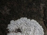 Diploicia canescens 2, Kauwgommos, Saxifraga-Rutger Barendse