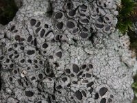 Diploschistes muscorum