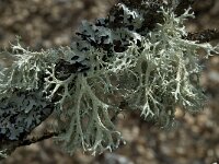 Evernia prunastri 8, Eikenmos, Saxifraga-Willem van Kruijsbergen