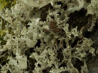 Flavocetraria cucullata