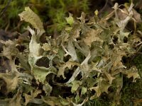 Flavocetraria cucullata 2, Saxifraga-Willem van Kruijsbergen