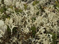 Flavocetraria cucullata 3, Saxifraga-Willem van Kruijsbergen