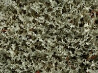 Flavocetraria nivalis