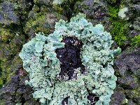 Flavoparmelia caperata 10, Bosschildmos, Saxifraga-Ben Delbaere