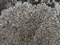 Hypocenomyce scalaris