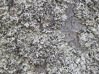 Hypogymnia vittata 2, Saxifraga-Roel Meijer  Trunk of pine tree covered with lichen Hypogymnia vittata : bark, flora, floral, gray, Hypogymnia vittata, lichen, natural, nature, trunk