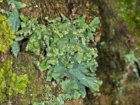 Hypotrachyna afrorevoluta