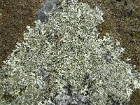 Hypotrachyna revoluta