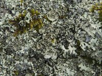 Hypotrachyna revoluta 2, Gebogen schildmos, Saxifraga-Jan van der Straaten