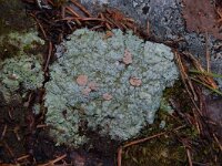 Icmadophila ericetorum