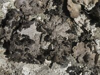 Lasallia pustulata 2, Saxifraga-Willem van Kruijsbergen