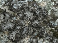 Lasallia pustulata 3, Saxifraga-Willem van Kruijsbergen