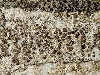 Lecanora campestris