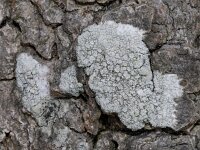 Lecanora carpinea