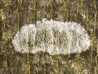 Witte schotelkorst  Lichen Lecanora chlarotera on bark of tree, Alblasserdam, South Holland, Netherlands : close up, closeup, color, colour, Dutch, flora floral, Holland, horizontal, Lecanora chlarotera, lichen, macro, nature natural, Netherlands, tree