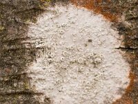 Lecanora chlarotera 01, Witte schotelkorst, AHB  Lecanora chlarotera, Witte schotelkorst Hardenberg op 20 februari 2018 Validatie  Zie: https://waarneming.nl/foto/view/15960017