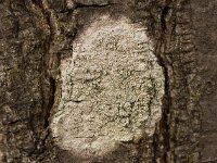 Lecanora chlarotera 03, Witte schotelkorst, AHB  Lecanora chlarotera , Witte schotelkors Hardenberg op 20 februari 2018 Validatie  Zie: https://waarneming.nl/foto/view/15960017