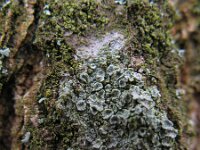 Lecanora conizaeoides