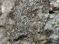 Lecanora dispersa