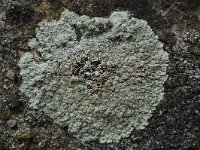 Lecanora muralis