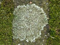 Lecanora muralis 02, Muurschotelkorst, AHB  Lecanora muralis, Muurschotelkorst Hardenberg op 22 februari 2018 Validatie Zie https://waarneming.nl/waarneming/view/148757516