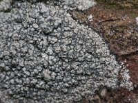 Lecanora pannonica