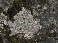 Lecanora rupicola