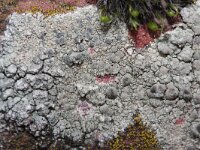Lecanora sulphurea 2, Zwavelgroene schotelkorst, Saxifraga-Rutger Barendse