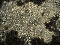 Lecanora symmicta