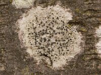 Lecidella elaeochroma