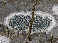 Lecidella elaeochroma 02, Gewoon purperschaaltje, AHB  Gewoon Purperschaaltje, Lecidella elaeochroma Hardenberg-Heemse op 14 maart 2018 Validatie Zie https://waarneming.nl/foto/view/16107553