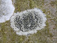 Gewoon purperschaaltje  Lichen Lecidella elaeochroma on the bark of a tree, Hummelo, Gelderland, Netherlands : close up, closeup, color, colour, Dutch, flora floral, Holland, horizontal, Lecanora chlarotera, Lecidella elaeochroma, lichen, macro, nature natural, Netherlands, tree