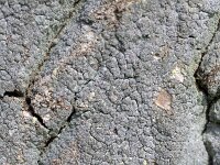 Lepraria incana