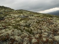 Lichen vegetation on rocks 2, Saxifraga-Willem van Kruijsbergen