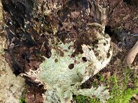 Lobaria pulmonaria 17, Longenmos, Saxifraga-Ben Delbaere