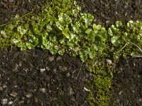 Lunularia cruciata