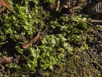 Lunularia cruciata 4, Halvemaantjesmos, Saxifraga-Jan van der Straaten