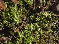 Lunularia cruciata 5, Halvemaantjesmos, Saxifraga-Jan van der Straaten