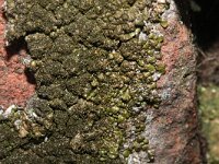 Melanelia fuliginosa