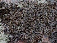 Melanelia panniformis 4, Saxifraga-Willem van Kruijsbergen