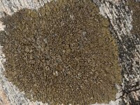 Neofuscelia pulla 2, Saxifraga-Willem van Kruijsbergen