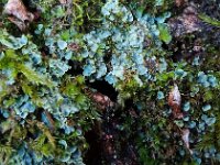 Normandina pulchella