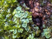 Normandina pulchella 2, Hamsteroortje, Saxifraga-Jelle van Dijk