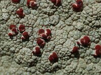 Ophioparma ventosa 4, Saxifraga-Willem van Kruijsbergen