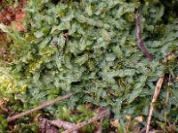 Pallavicinia lyelii Elzenmos, Saxifraga-Jelle van Dijk (2)